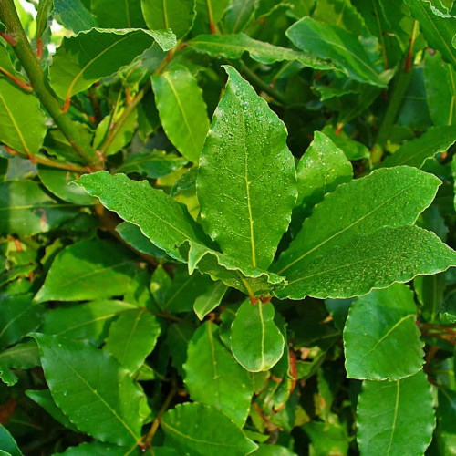 Bobkový list - Vavrín pravý (Laurus nobilis L.) / živá rastlinka v kvetináči